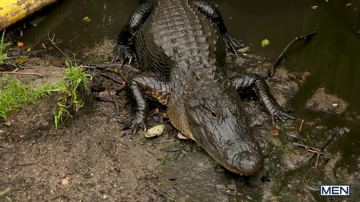 Alligator Porn - Gay Porn Series â€œThe Everglades Part 2â€ (Vadim Black Fucks ...